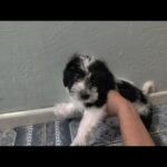 Mark Dacascos Instagram - Aloha! #adoptdontshop @wagmorpets #fosterifyoucan 🙏🏽❤️🤙🏽 Repost from @wagmorpets • ‼️Donations Needed‼️ I have literally had a stomach ache for a month straight. It is not ending ever. I cannot afford to continue to help. There are dogs in need EVERYWHERE. Bakersfield, Riverside, Lancaster .... I am at a loss. without donations tonight I can't say yes to the group 14 dogs with a nowhere to go . 14 dogs that need full medical care. 14 dogs that I know I can get Adopted if we can just get them here and treated. Please of each of your reading this donates just five or $10 we will be good. We need to raise money to get them here. We need to pay down our vet bills. We need you, Wagmor Family. Let's save dogs. Venmo dogsinneed PAYPAL INFO IN BIO #adoptdontshop #dogsofinstagram #doodles #donationsneeded