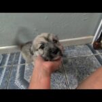 Mark Dacascos Instagram - Aloha! #adoptdontshop @wagmorpets #fosterifyoucan 🙏🏽❤️🤙🏽 Repost from @wagmorpets • ‼️Donations Needed‼️ I have literally had a stomach ache for a month straight. It is not ending ever. I cannot afford to continue to help. There are dogs in need EVERYWHERE. Bakersfield, Riverside, Lancaster .... I am at a loss. without donations tonight I can't say yes to the group 14 dogs with a nowhere to go . 14 dogs that need full medical care. 14 dogs that I know I can get Adopted if we can just get them here and treated. Please of each of your reading this donates just five or $10 we will be good. We need to raise money to get them here. We need to pay down our vet bills. We need you, Wagmor Family. Let's save dogs. Venmo dogsinneed PAYPAL INFO IN BIO #adoptdontshop #dogsofinstagram #doodles #donationsneeded
