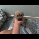 Mark Dacascos Instagram - Aloha! #adoptdontshop @wagmorpets #fosterifyoucan 🙏🏽❤️🤙🏽 Repost from @wagmorpets • ‼️Donations Needed‼️ I have literally had a stomach ache for a month straight. It is not ending ever. I cannot afford to continue to help. There are dogs in need EVERYWHERE. Bakersfield, Riverside, Lancaster .... I am at a loss. without donations tonight I can't say yes to the group 14 dogs with a nowhere to go . 14 dogs that need full medical care. 14 dogs that I know I can get Adopted if we can just get them here and treated. Please of each of your reading this donates just five or $10 we will be good. We need to raise money to get them here. We need to pay down our vet bills. We need you, Wagmor Family. Let's save dogs. Venmo dogsinneed PAYPAL INFO IN BIO #adoptdontshop #dogsofinstagram #doodles #donationsneeded