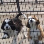 Mark Dacascos Instagram - Aloha! Please help if you can. 🙏🏽❤️🤙🏽Repost from @wagmorpets • 🚨DONATE PLEASE🙏🙏🙏We are beyond screaming for help🚨 I am so angry right now at the pure evil that is going on. Our transport arrived along with several other transporters to the “Shutdown Puppy Mill”. They said no videos no photos. 20 dogs in need per rescue turned into 70 in need. Look at the conditions. These are some of the actual dogs en route. The owner of the facility came out with a shot gun so the rescuers needed to load il an leave. Some of the pups were so malnourished a vet was called in to see some. My transporter was not able to get the footage i asked for. But she sent this. WE CANNOT DO THIS IF WE DONT RAISE MONEY NOW. We need money for medical, supplies, transport. We need to raise at least 10K in the next 24 hours or we are going to be in trouble!! 👏LETS👏Save👏Dogs👏 Venmo dogsinneed Paypal donate@wagmorpets.org #wagmorfamily #wagmorfam #wagmorpets #adoptdontshop
