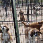 Mark Dacascos Instagram - Aloha! Please help if you can. 🙏🏽❤️🤙🏽Repost from @wagmorpets • 🚨DONATE PLEASE🙏🙏🙏We are beyond screaming for help🚨 I am so angry right now at the pure evil that is going on. Our transport arrived along with several other transporters to the “Shutdown Puppy Mill”. They said no videos no photos. 20 dogs in need per rescue turned into 70 in need. Look at the conditions. These are some of the actual dogs en route. The owner of the facility came out with a shot gun so the rescuers needed to load il an leave. Some of the pups were so malnourished a vet was called in to see some. My transporter was not able to get the footage i asked for. But she sent this. WE CANNOT DO THIS IF WE DONT RAISE MONEY NOW. We need money for medical, supplies, transport. We need to raise at least 10K in the next 24 hours or we are going to be in trouble!! 👏LETS👏Save👏Dogs👏 Venmo dogsinneed Paypal donate@wagmorpets.org #wagmorfamily #wagmorfam #wagmorpets #adoptdontshop