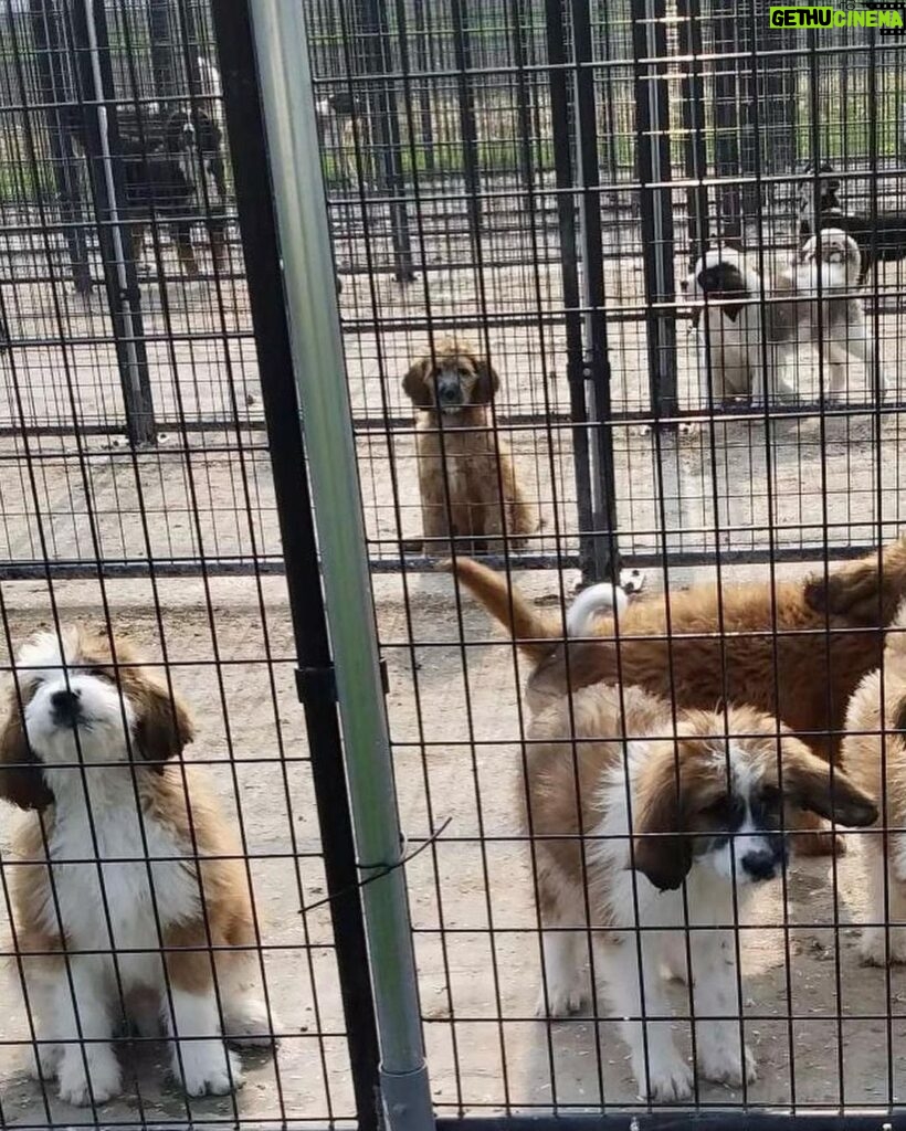 Mark Dacascos Instagram - Aloha! Please help if you can. 🙏🏽❤️🤙🏽Repost from @wagmorpets • 🚨DONATE PLEASE🙏🙏🙏We are beyond screaming for help🚨 I am so angry right now at the pure evil that is going on. Our transport arrived along with several other transporters to the “Shutdown Puppy Mill”. They said no videos no photos. 20 dogs in need per rescue turned into 70 in need. Look at the conditions. These are some of the actual dogs en route. The owner of the facility came out with a shot gun so the rescuers needed to load il an leave. Some of the pups were so malnourished a vet was called in to see some. My transporter was not able to get the footage i asked for. But she sent this. WE CANNOT DO THIS IF WE DONT RAISE MONEY NOW. We need money for medical, supplies, transport. We need to raise at least 10K in the next 24 hours or we are going to be in trouble!! 👏LETS👏Save👏Dogs👏 Venmo dogsinneed Paypal donate@wagmorpets.org #wagmorfamily #wagmorfam #wagmorpets #adoptdontshop