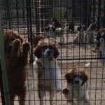 Mark Dacascos Instagram - Aloha! Please help if you can. 🙏🏽❤️🤙🏽Repost from @wagmorpets • 🚨DONATE PLEASE🙏🙏🙏We are beyond screaming for help🚨 I am so angry right now at the pure evil that is going on. Our transport arrived along with several other transporters to the “Shutdown Puppy Mill”. They said no videos no photos. 20 dogs in need per rescue turned into 70 in need. Look at the conditions. These are some of the actual dogs en route. The owner of the facility came out with a shot gun so the rescuers needed to load il an leave. Some of the pups were so malnourished a vet was called in to see some. My transporter was not able to get the footage i asked for. But she sent this. WE CANNOT DO THIS IF WE DONT RAISE MONEY NOW. We need money for medical, supplies, transport. We need to raise at least 10K in the next 24 hours or we are going to be in trouble!! 👏LETS👏Save👏Dogs👏 Venmo dogsinneed Paypal donate@wagmorpets.org #wagmorfamily #wagmorfam #wagmorpets #adoptdontshop