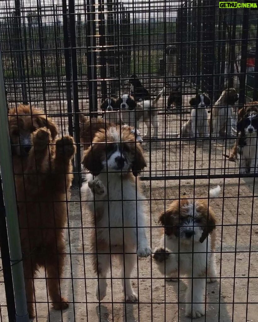 Mark Dacascos Instagram - Aloha! Please help if you can. 🙏🏽❤️🤙🏽Repost from @wagmorpets • 🚨DONATE PLEASE🙏🙏🙏We are beyond screaming for help🚨 I am so angry right now at the pure evil that is going on. Our transport arrived along with several other transporters to the “Shutdown Puppy Mill”. They said no videos no photos. 20 dogs in need per rescue turned into 70 in need. Look at the conditions. These are some of the actual dogs en route. The owner of the facility came out with a shot gun so the rescuers needed to load il an leave. Some of the pups were so malnourished a vet was called in to see some. My transporter was not able to get the footage i asked for. But she sent this. WE CANNOT DO THIS IF WE DONT RAISE MONEY NOW. We need money for medical, supplies, transport. We need to raise at least 10K in the next 24 hours or we are going to be in trouble!! 👏LETS👏Save👏Dogs👏 Venmo dogsinneed Paypal donate@wagmorpets.org #wagmorfamily #wagmorfam #wagmorpets #adoptdontshop
