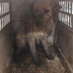 Mark Dacascos Instagram - Aloha! Please help if you can. 🙏🏽❤️🤙🏽Repost from @wagmorpets • 🚨DONATE PLEASE🙏🙏🙏We are beyond screaming for help🚨 I am so angry right now at the pure evil that is going on. Our transport arrived along with several other transporters to the “Shutdown Puppy Mill”. They said no videos no photos. 20 dogs in need per rescue turned into 70 in need. Look at the conditions. These are some of the actual dogs en route. The owner of the facility came out with a shot gun so the rescuers needed to load il an leave. Some of the pups were so malnourished a vet was called in to see some. My transporter was not able to get the footage i asked for. But she sent this. WE CANNOT DO THIS IF WE DONT RAISE MONEY NOW. We need money for medical, supplies, transport. We need to raise at least 10K in the next 24 hours or we are going to be in trouble!! 👏LETS👏Save👏Dogs👏 Venmo dogsinneed Paypal donate@wagmorpets.org #wagmorfamily #wagmorfam #wagmorpets #adoptdontshop