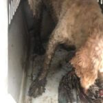 Mark Dacascos Instagram - Aloha! Please help if you can. 🙏🏽❤️🤙🏽Repost from @wagmorpets • 🚨DONATE PLEASE🙏🙏🙏We are beyond screaming for help🚨 I am so angry right now at the pure evil that is going on. Our transport arrived along with several other transporters to the “Shutdown Puppy Mill”. They said no videos no photos. 20 dogs in need per rescue turned into 70 in need. Look at the conditions. These are some of the actual dogs en route. The owner of the facility came out with a shot gun so the rescuers needed to load il an leave. Some of the pups were so malnourished a vet was called in to see some. My transporter was not able to get the footage i asked for. But she sent this. WE CANNOT DO THIS IF WE DONT RAISE MONEY NOW. We need money for medical, supplies, transport. We need to raise at least 10K in the next 24 hours or we are going to be in trouble!! 👏LETS👏Save👏Dogs👏 Venmo dogsinneed Paypal donate@wagmorpets.org #wagmorfamily #wagmorfam #wagmorpets #adoptdontshop