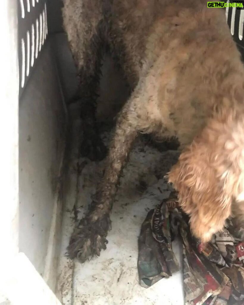 Mark Dacascos Instagram - Aloha! Please help if you can. 🙏🏽❤️🤙🏽Repost from @wagmorpets • 🚨DONATE PLEASE🙏🙏🙏We are beyond screaming for help🚨 I am so angry right now at the pure evil that is going on. Our transport arrived along with several other transporters to the “Shutdown Puppy Mill”. They said no videos no photos. 20 dogs in need per rescue turned into 70 in need. Look at the conditions. These are some of the actual dogs en route. The owner of the facility came out with a shot gun so the rescuers needed to load il an leave. Some of the pups were so malnourished a vet was called in to see some. My transporter was not able to get the footage i asked for. But she sent this. WE CANNOT DO THIS IF WE DONT RAISE MONEY NOW. We need money for medical, supplies, transport. We need to raise at least 10K in the next 24 hours or we are going to be in trouble!! 👏LETS👏Save👏Dogs👏 Venmo dogsinneed Paypal donate@wagmorpets.org #wagmorfamily #wagmorfam #wagmorpets #adoptdontshop