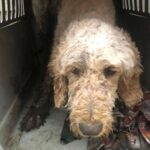 Mark Dacascos Instagram - Aloha! Please help if you can. 🙏🏽❤️🤙🏽Repost from @wagmorpets • 🚨DONATE PLEASE🙏🙏🙏We are beyond screaming for help🚨 I am so angry right now at the pure evil that is going on. Our transport arrived along with several other transporters to the “Shutdown Puppy Mill”. They said no videos no photos. 20 dogs in need per rescue turned into 70 in need. Look at the conditions. These are some of the actual dogs en route. The owner of the facility came out with a shot gun so the rescuers needed to load il an leave. Some of the pups were so malnourished a vet was called in to see some. My transporter was not able to get the footage i asked for. But she sent this. WE CANNOT DO THIS IF WE DONT RAISE MONEY NOW. We need money for medical, supplies, transport. We need to raise at least 10K in the next 24 hours or we are going to be in trouble!! 👏LETS👏Save👏Dogs👏 Venmo dogsinneed Paypal donate@wagmorpets.org #wagmorfamily #wagmorfam #wagmorpets #adoptdontshop