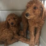 Mark Dacascos Instagram - Aloha! Please help if you can. 🙏🏽❤️🤙🏽Repost from @wagmorpets • 🚨DONATE PLEASE🙏🙏🙏We are beyond screaming for help🚨 I am so angry right now at the pure evil that is going on. Our transport arrived along with several other transporters to the “Shutdown Puppy Mill”. They said no videos no photos. 20 dogs in need per rescue turned into 70 in need. Look at the conditions. These are some of the actual dogs en route. The owner of the facility came out with a shot gun so the rescuers needed to load il an leave. Some of the pups were so malnourished a vet was called in to see some. My transporter was not able to get the footage i asked for. But she sent this. WE CANNOT DO THIS IF WE DONT RAISE MONEY NOW. We need money for medical, supplies, transport. We need to raise at least 10K in the next 24 hours or we are going to be in trouble!! 👏LETS👏Save👏Dogs👏 Venmo dogsinneed Paypal donate@wagmorpets.org #wagmorfamily #wagmorfam #wagmorpets #adoptdontshop