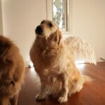 Markiplier Instagram - SWIPE THRU, YOU WON’T REGRET! I call this one... Henry steals the show!