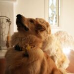 Markiplier Instagram - SWIPE THRU, YOU WON’T REGRET! I call this one... Henry steals the show!