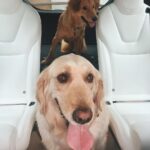 Markiplier Instagram - Everyone please give a warm welcome to Amy’s new dog Henry! Henry is the goodest shy boy you’ll ever meet. As a rescue from a tough upbringing in Taiwan, he’s come a long long way to find his way into Amy’s life but I’m so glad he did. It’s taken some time to get him to warm up to people, and me “the screaming man”, but he’s making steady progress and is happier and more open every single day. Chica’s still figuring out the whole “big sister” thing but her calm loving nature is perfect for bringing out the best in Henry. If you’d like to see more pictures of Handsome Henry you should check out Amy’s social medias!
