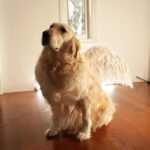 Markiplier Instagram - SWIPE THRU, YOU WON’T REGRET! I call this one... Henry steals the show!