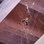 Marko Lehtosalo Instagram - Framme i Kap Verde. Flygresan gick smidigt men längtan att komma fram var stor. I kön i passkontrollen vid ankomst uppstod panik då en spindel upptäcktes i taket i lilla ankomsthallen, snabbt googlade och lugnet kunde infinna sig då det inte finns några giftiga spindlar på Kap Verde. Eller lugn å lugn. Överhörde min yngsta uttrycka vilda fantasier om att spindeln skulle hoppa ner från taket och attackera mot fejs. Ikväll nyårsmiddag och sen fyller pappa Marko 49 år imorgon. Glöm inte. Viktigaste dagen på året. Just nu 30 grader och blå himmel. Förlåt ☀️😆 @tuisverige Riu Palace Boa Vista