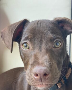 Marla Sokoloff Instagram - ❤️Welcome to our family Rosie! ❤️ Thank you to @thelabellefoundation for rescuing this sweet babe, we love her so much already! 
Swipe for the surprise of my girls’ life!