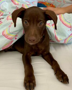 Marla Sokoloff Instagram - ❤️Welcome to our family Rosie! ❤️ Thank you to @thelabellefoundation for rescuing this sweet babe, we love her so much already! 
Swipe for the surprise of my girls’ life!
