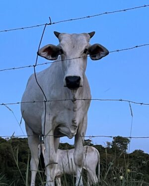 Martha Nowill Instagram - bloquinho dos Rurais 🐮🖤
