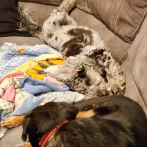 Martin Casaus Instagram - Here are several reasons why I hate leaving my house.  They're cute furry and hard to leave

#MartinCasaus #HouseofCasaus #MartytheMoth #Mcfluffs #Mclove #thordogofthunder #lokidogofmischief  #Jasperdog #Brutusdog #Furbabies