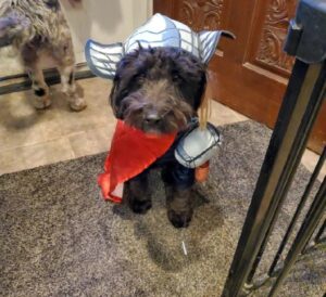 Martin Casaus Instagram - Thanks to @nat.sartorial for taking pictures of the Odinson family on Halloween. We partied, we handed out candy, we played with cute ass puppies. Good Halloween. Halloween is my fav holiday! 

What's your favorite Halloween memory or tradition?

#MartinCasaus #HouseofCasaus #Mcfluffs #Mclove #SaltLakeCity #SLC #VisitSaltLake #Utah #SaltLake #UtahGram #UtahTravel #SLCCreativeCommunity #SLCContentCreators #utahcontentcreator #HouseofCasaus #Mcfluffs #Mclove #thordogofthunder #lokidogofmischief #Jasperdog #Brutusdog #Furbabies #dogsofinstagram #dog #puppy #petsagram #doglove #Furbaby #puppygram #puppyeyes