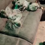 Martin Casaus Instagram - He doesn't feel like doing anything......except play ball. But in this video, this is how loki recharges lol Salt Lake City, Utah