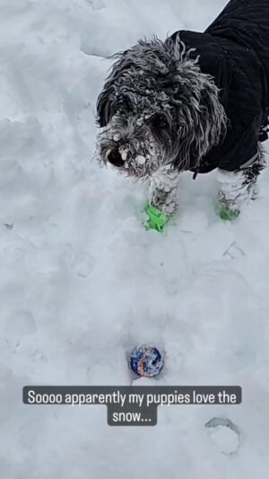 Martin Casaus Instagram - Soo apparently Thor and Loki love the snow.....they're snow jacket and boots ...not so much

#MartinCasaus #Mcfluffs 
 #SaltLakeCity #SLC #VisitSaltLake #Utah #SaltLake #UtahGram #UtahTravel #SLCCreativeCommunity #SLCContentCreators #utahcontentcreator #Mcfluffs #Mclove #thordogofthunder #lokidogofmischief #Jasperdog #Brutusdog #Furbabies #dogsofinstagram #dog #puppy #petsagram #doglove #Furbaby #puppygram #puppyeyes
#puppies #utah #utahcontentcreator #dogs #puppy #slcutah #Mcfluffs #MartinCasaus #HouseofCasaus