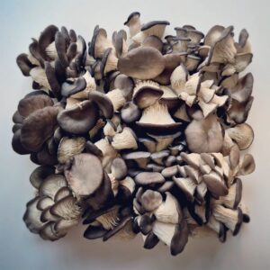 Martin Juneau Instagram - Les deux filles de @blanc.de.gris produisent leurs pleurotes à Montréal (dans Hochelaga) de manière écoresponsable.
🍄
❤️
Elles ont une grande (et excellente!) production hebdomadaire qui leur permettrait dorénavant de combler des nouveaux clients! 
👊
Je pose la question :
À QUI LA CHANCE?
#BlancDeGris
#Pleurotes
#MadeInHochelag