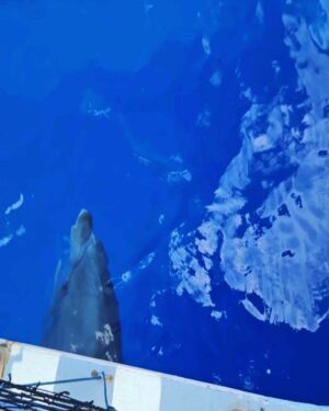 Martin Juneau Instagram - Activité de papa en solo, hier : aller à la pêche "bottom-fishing"!
🐟
Finalement, je suis revenu bredouille-mais-pas-tant parce que des mammifères nous ont réservé toute une surprise!
🐬
💙
💦
🩵
@alohabluecharters