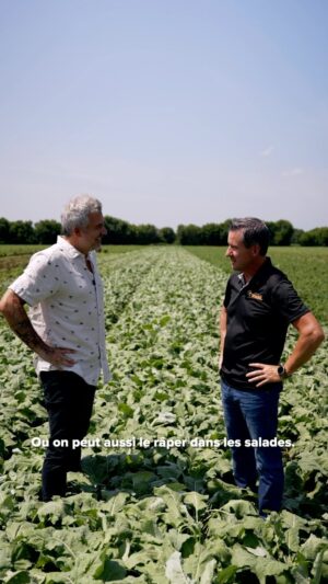 Martin Juneau Instagram - En crudité, en potage, en purée, en salade, cru ou cuit : le chou-rave est beaucoup plus polyvalent que la croyance populaire. Suivez @martin_juneau pendant sa rencontre avec Marc-André Chenail, propriétaire des fermes Soleil, où ils démystifient ensemble ce légume frais et croquant.