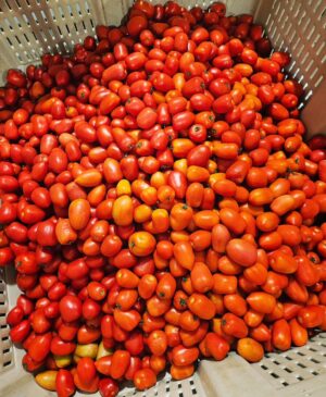 Martin Juneau Instagram - Dans les tomates italiennes pour la journée! 
🍅
❤️
#MaraichersStPierre
#MartinEstDansLchamp