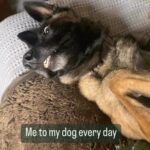 Mary Katharine Ham Instagram - Handsome guy in goofy poses. #belgianmalinois #belgianmalinoisofinstagram