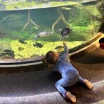 Mary Katharine Ham Instagram - Second Christmas at the beach, featuring some excellent kid-wrangling by me (and my bro-in-law in the background). Exploring some piers, making sure my toddler doesn’t jump in, seeing the aquarium. 🌊🎄🐠