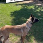 Mary Katharine Ham Instagram – “Scout, come chase squirrels with us this weekend!” “My parents won’t let me.” #belgianmalinois #belgianmalinoisofinstagram