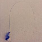 Mary Wiseman Instagram - Portuguese Man of War