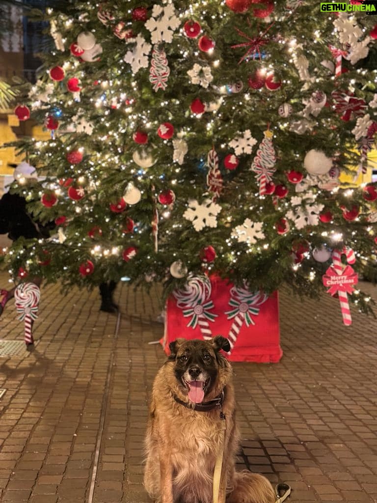 Massimo Boldi Instagram - @giorgia.carniti ha già fatto l’albero di Natale per far divertire i suoi piccoli animaletti