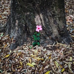 Maurício Branco Instagram - Fui visitar o lugar que passei minha infância e adolescência em Brasília. Fui ver as árvores plantadas pelo meu Pai na 313 Sul nos anos 70. Aproveitei e depositei esta flor na árvore mais frondosa , em memória dele . Um passeio cheio de lembranças e emoção .❤️