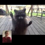 Megan Park Instagram - Facetiming w my mom for Mother's Day obviously ended with this... #nofilter