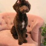 Megan Stott Instagram - Happy national dog day my fluffy little teddy bear!! 🥰 @leeloothelabradoodle