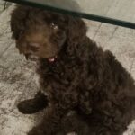 Megan Stott Instagram - Happy national dog day my fluffy little teddy bear!! 🥰 @leeloothelabradoodle