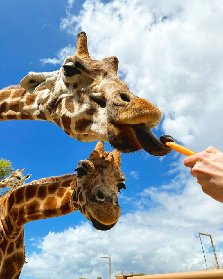 Meghan Trainor Instagram - Best day ever at the @tarongazoo 🥹🦘💖