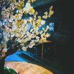 Megumi Han Instagram - 春 を 待 ち 侘 び て 咲 く この梅は70歳、最後の梅は100歳になるとか。 盆栽。 表と裏があることも知らなかった。 でも、今、知れてよかった。 ちょっと、此処、通うことになりそうです。