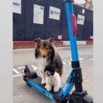 Michelle Reis Instagram - Furry babies London, United Kingdom