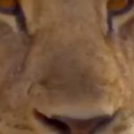 Michelle Rodriguez Instagram - Thanks For the intro Jordan🦁 This is a beautiful organization, most of the big ones have up to 80% overhead spending the money on managing people, Lion Recovery fund has figured out how to spend the money locally on the animals incentivizing protection from the local villagers. I hope you raise what you need, I’ll always have your back💚🌱
