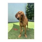 Michelle Stafford Instagram - This good boy has been at training… third times the charm❤️ @bowwowbungalow