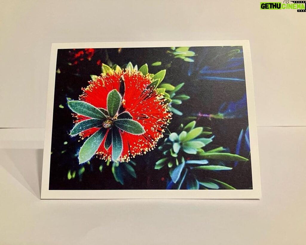 Micky Dolenz Instagram - Note cards now available! Emily Dolenz has created 3 different themed sets flowers, landscapes and animals. Each pack comes with envelopes. https://edolenzphotos.etsy.com @turtleandthebee #emilydolenzphotography #emilydolenz #photonotecards