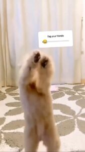 Mike Colter Instagram - Where's the lie? 🤣🤣😭 Some songs just flip a switch in us and the legs just start moving 🤷🏾‍♂️ What song does that for you?? #myjam #dance #dogoftheday The Dance Floor