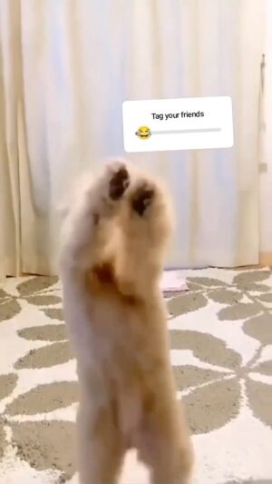 Mike Colter Instagram - Where's the lie? 🤣🤣😭 Some songs just flip a switch in us and the legs just start moving 🤷🏾‍♂️ What song does that for you?? #myjam #dance #dogoftheday