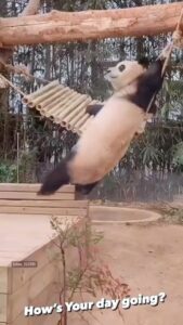 Mike Colter Instagram - I hope you're having a better day than these guys😭🤣🤣 What's your favorite? 😅#animals #funnyvideos