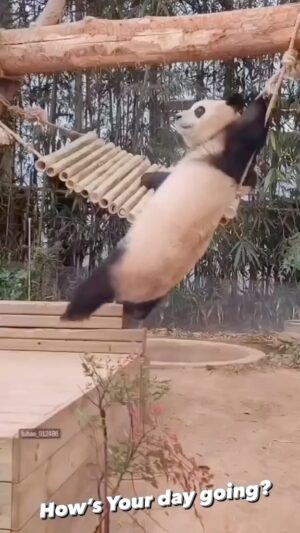 Mike Colter Instagram - I hope you're having a better day than these guys😭🤣🤣 What's your favorite? 😅#animals #funnyvideos