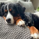 Miles Davis Moody Instagram - @rajagermanotta daydreaming of treats.