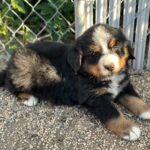 Miles Davis Moody Instagram - Gettin this little goober in two weeks! He’s named after my great-great grandfather- PHARO!